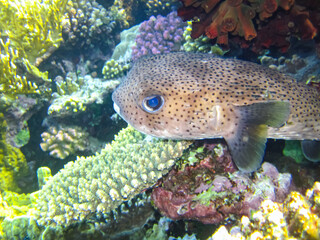 Beautiful fish in the coral reef of the Red Sea