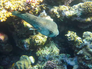 Beautiful fish in the coral reef of the Red Sea