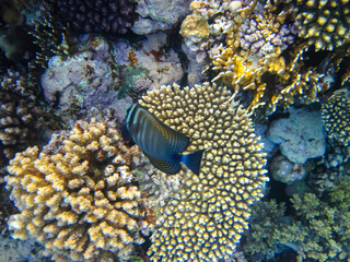 Beautiful fish in the coral reef of the Red Sea