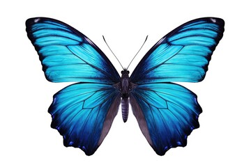 Solitary Blue Butterfly: A Study in Natural Elegance and Delicate Grace - Generative AI