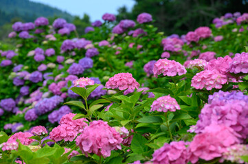 上磯ダム公園のアジサイ