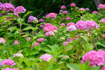 上磯ダム公園のアジサイ