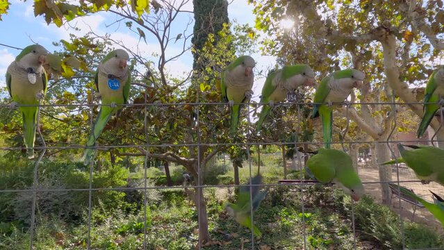 Monk parakeets (Myiopsitta monachus) sitting on a fence in Citadel Park Park (Parc de la Ciutadella), Barcelona, Spain