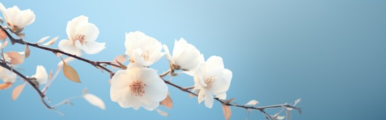 Elegant White Rose on Sky Blue: A Floral Symbol of Purity and Grace - Generative AI