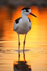 Obraz premium Graceful Stilt Wading in Water at Sunset, Serenity in Wildlife - Generative AI