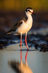 Graceful Stilt Wading in Water at Sunset, Serenity in Wildlife - Generative AI