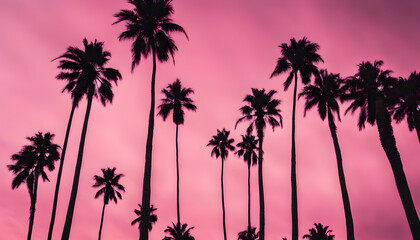 Fototapeta na wymiar coconut trees at dusk