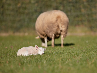 White Flemish sheep and young cute lamb on meadow