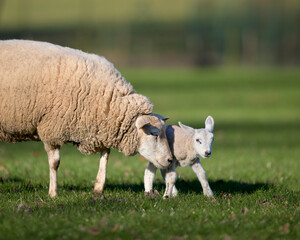 Fototapeta premium White Flemish sheep and young cute lamb on meadow