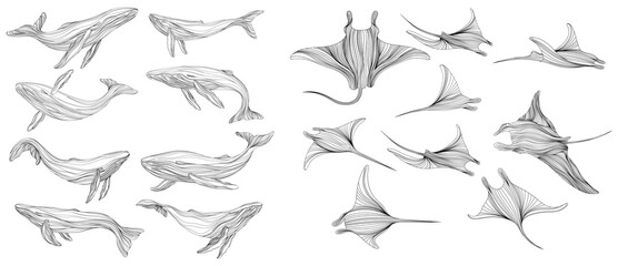 Stingray on a white background collection. Abstract illustration manta ray for your design set. Set of silhouettes of whales isolated on a white background.