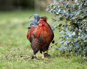 Red rooster free range in garden