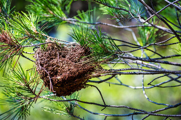 Close up shot of a nest from birds