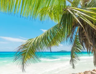 Photo sur Aluminium Anse Source D'Agent, île de La Digue, Seychelles Palm and turquoise water in a tropical island