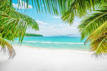 Photo sur Plexiglas Anse Source D'Agent, île de La Digue, Seychelles Palm trees and white sand