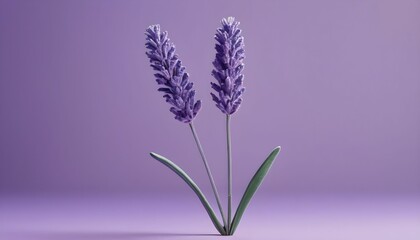 Naklejka premium Two lavender flowers on purple surface 