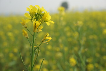 Bangladesh is a land of extraordinary beauty and the fields are full of yellow mustard flowers