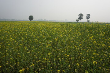 Bangladesh is a land of extraordinary beauty and the fields are full of yellow mustard flowers