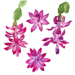 Watercolor christmas cactus. Hand drawn pink flowers with buds and green leaves. Blooming cactus, succulent with pink flowers. Botanical sketch with blooming christmas cactus. Can use as print, poster