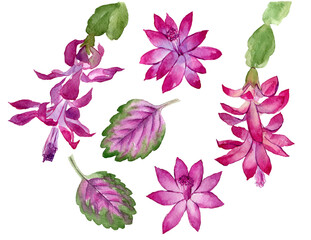 Watercolor christmas cactus. Hand drawn pink flowers with buds and green leaves. Blooming cactus, succulent with pink flowers. Botanical sketch with blooming christmas cactus. Can use as print, poster