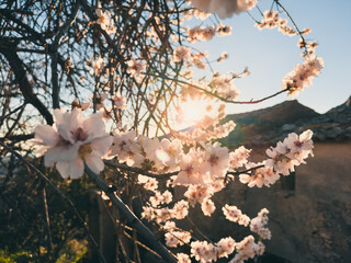 newly bloomed flowers stand out on a tree branch