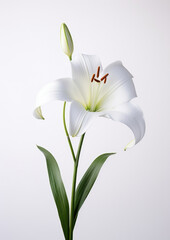Nature green plant floral lily beauty isolated blossom blooming white flower