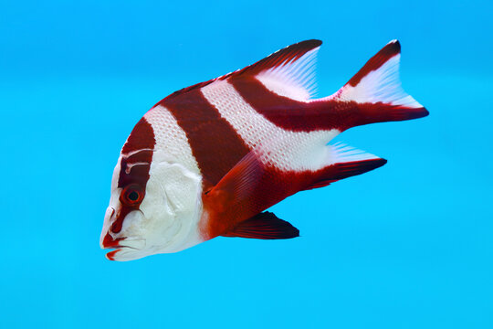 Red emperor snapper (Lutjanus sebae) juvenile on blue background