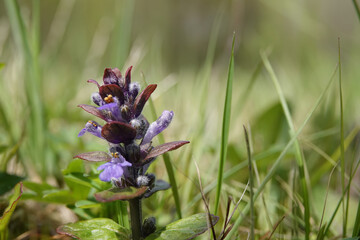 Low angle shot on an emerging flowerhead of the blue flowering bugle herb, Ajuga reptans in the field