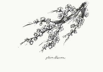 Hand drawn ink brush painting of spring blooming sakura tree branches with flowers