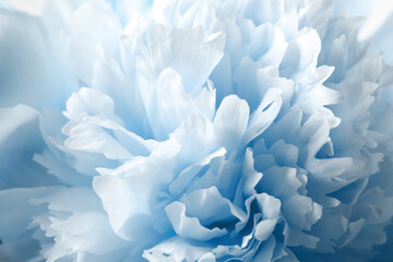 Beautiful light blue peony as background, closeup view
