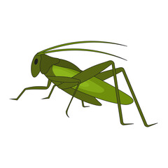Cartoon Grasshopper isolated white background.  Insects eco friendly alternative meat. Vector illustration. EPS 10. Editable stroke