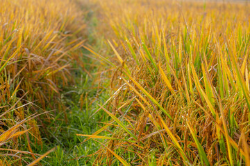 Agriculture concept, Selective focus of bunches ear of paddy in the rice field with morning dew, Yellow golden ears of rice with sunlight during sunrise, Countryside farm in the northern of Thailand.