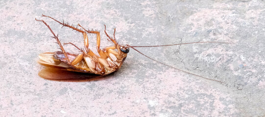 Cockroach lying prone upside down after being sprayed with pesticide - obrazy, fototapety, plakaty