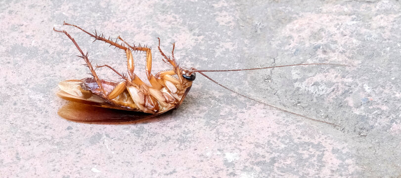 Cockroach lying prone upside down after being sprayed with pesticide