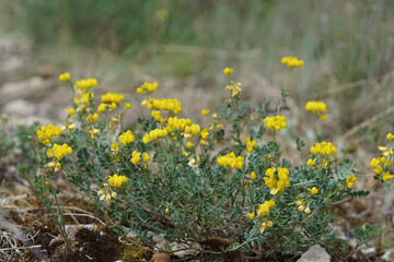 Natural wide-angle closeup on yellow flowers of the horseshoe vetch, Hippocrepis comosa in a meadow