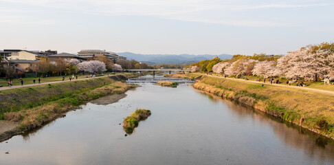 Fototapeta na wymiar Cherry blossoms along the Kamo River (Kamogawa River). Kyoto, Japan.