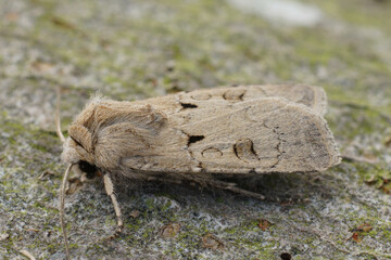 Closeup on a Valentine owlet moth, Agrotis exclamationis sitting on wood