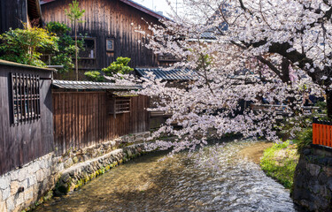 Fototapeta na wymiar Cherry blossoms along the Gion Shirakawa River. Japanese old folk houses.