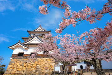 Beautiful full bloom cherry blossom at Hikone Castle in Shiga, Japan