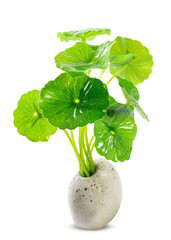 Centella asiatica (or Indian pennywort, Asiatic pennywort, spadeleaf, coinwort, gotu kola) in a pot isolated on white background