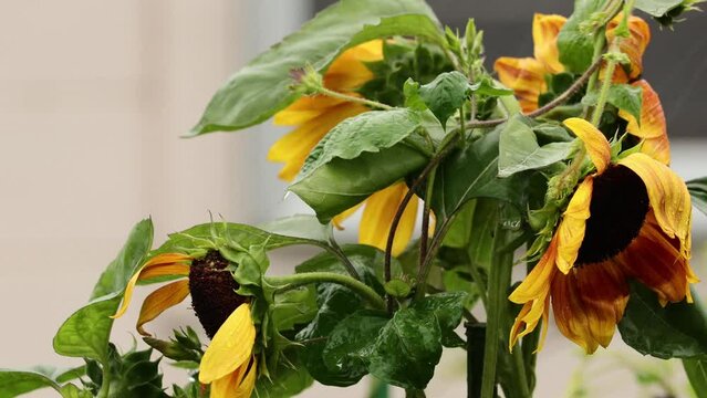 夏の花　ひまわりとあさがお、夏の雨