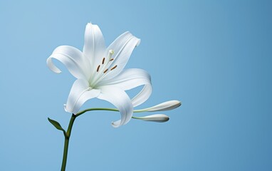 white flower in front of a blue background.