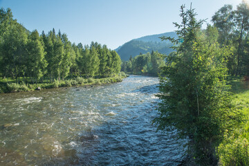 Mountain river on a summer morning, green forest
