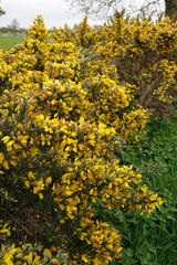 Vertical closeup on European Common gorse, Ulex europaeus, a yellow flowering shrubs of European