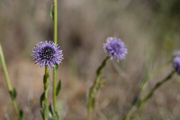 Closeup on the blue flower of the Common globularia Globularia vulgaris against a brown background