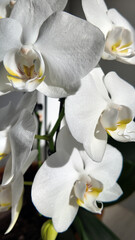 Fototapeta na wymiar Orchidées et soleil