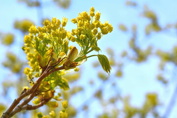 Spring blossoming tree sprout.The stem of a plant 