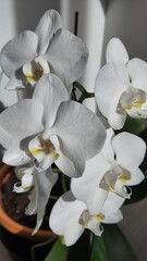 Fototapeta na wymiar Orchidées et lumière