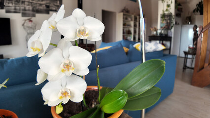 Orchidées et intérieur de maison