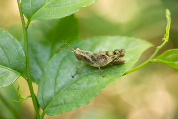grasshopper on a leaf