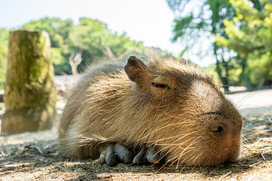 目を細めて眠っているカピバラの顔